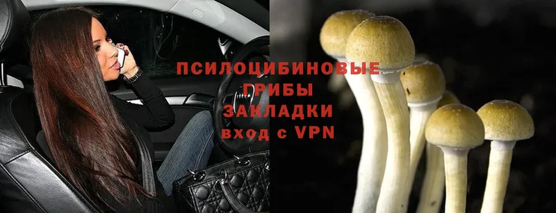 Псилоцибиновые грибы Psilocybe  купить  сайты  Нижний Ломов 